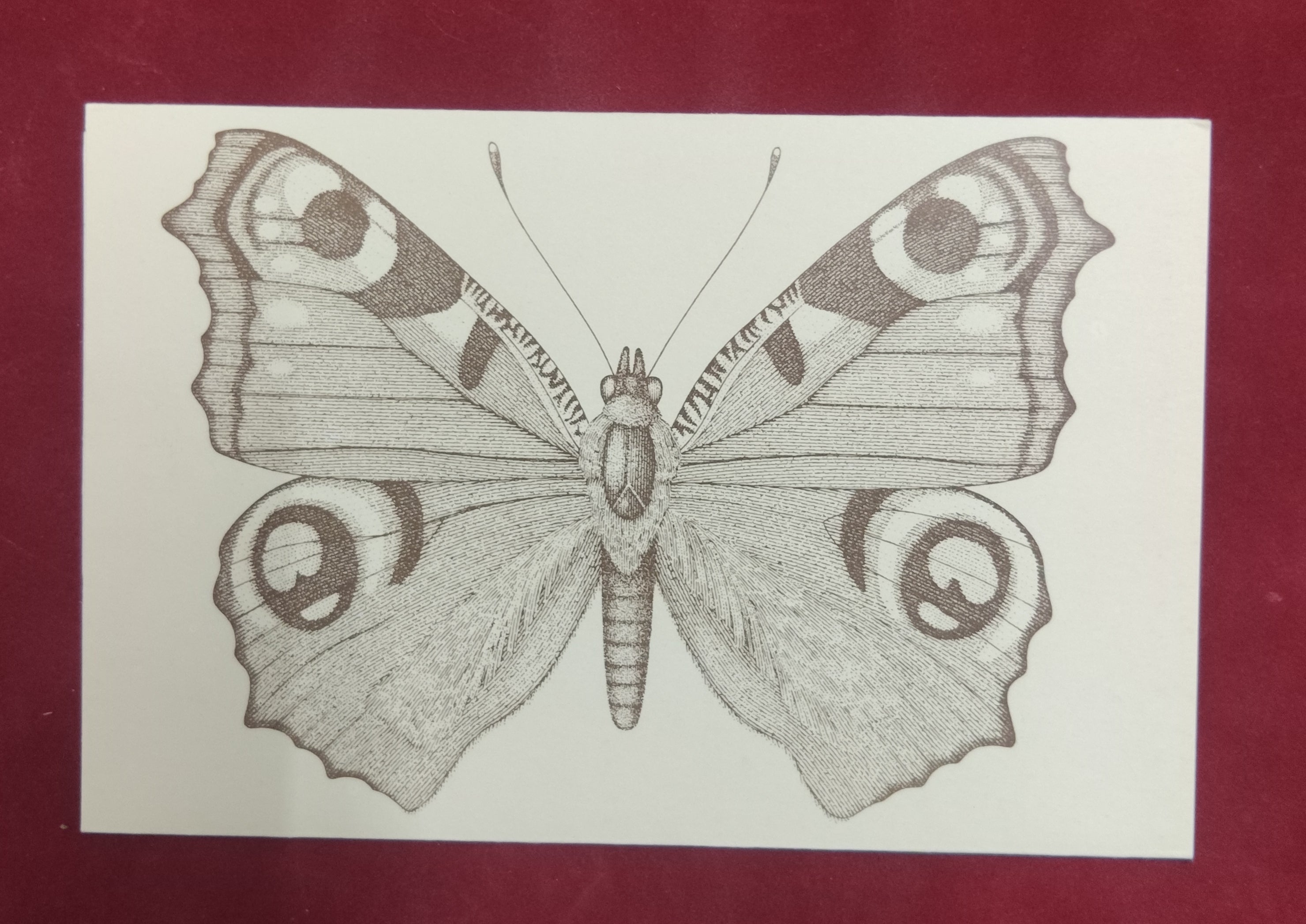 1980 "Butterflies" British Post Office Mint Stamp
